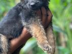 Lion Shepherd Female
