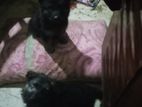 Lion Shepherd Female Puppy