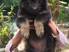 Lion Shepherd Female Puppy