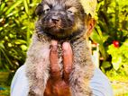 Lion Shepherd Female Puppy
