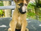 Lion Shepherd Female Puppy