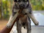 Lion Shepherd Female Puppy
