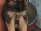 Lion Shepherd Puppies