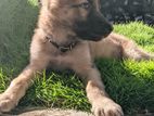 Lion Shepherd Puppy