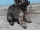 Lion Shepherd Puppy