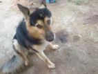 Lion Shepherd Dog