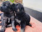 Lion Shepherd Puppies