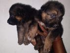 Lion Shepherd Puppies