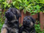 Lion Shepherd Puppies