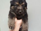 Lion Shepherd Puppies