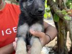 Lion Shepherd Puppy