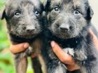 Lion Shepherd Puppies