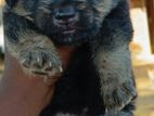 Lion Shepherd Puppies