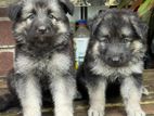 Lion Shepherd Dog