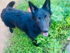 Lion Shepherd Dog