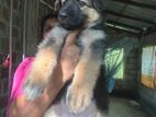 Lion Shepherd Puppies