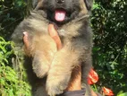 Lion Shepherd Puppies