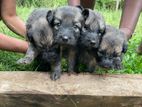 Lion Shepherd Puppies