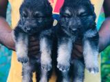 Lion Shepherd Puppies