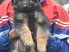 Lion Shepherd Puppies