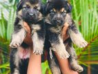 Lion Shepherd Puppies