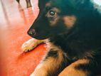 Lion Shepherd Puppy