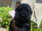 Lion Shepherd Puppy