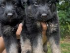 Lion Shepherd Puppies