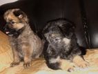 Lion Shepherd Long Coat Female Puppies