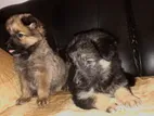 Lion Shepherd Long Coat Female Puppies