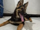 Lion Shepherd Long Coat Puppy