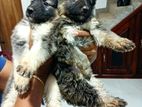 Lion Shepherd (Long Coat) Puppies