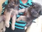 Lion Shepherd Long Coat Puppies