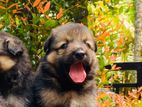 Lion Shepherd Long Coat Puppies