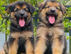 Lion Shepherd Long Coat Puppies