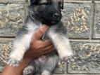 Lion Shepherd long coat puppies