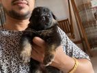 Lion Shepherd long coat puppy