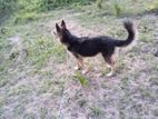 Lion Shepherd Long Hair Dog