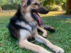 Lion Shepherd Male Dog for Kind Home