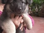 Lion Shepherd Male Puppies