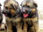 Lion Shepherd Male Puppies