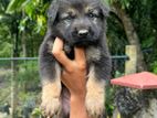 Lion Shepherd Male Puppy