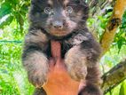 Lion Shepherd Male Puppy