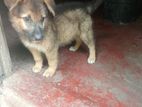 Lion shepherd mix puppy
