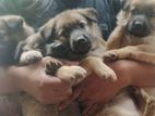 Lion Shepherd Puppies