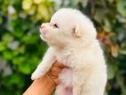 Lion shepherd Pomeranian