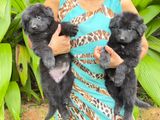 Lion Shepherd Puppies