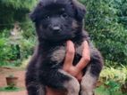 Lion Shepherd Puppies