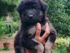 Lion Shepherd Puppies