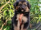 Lion Shepherd Puppies